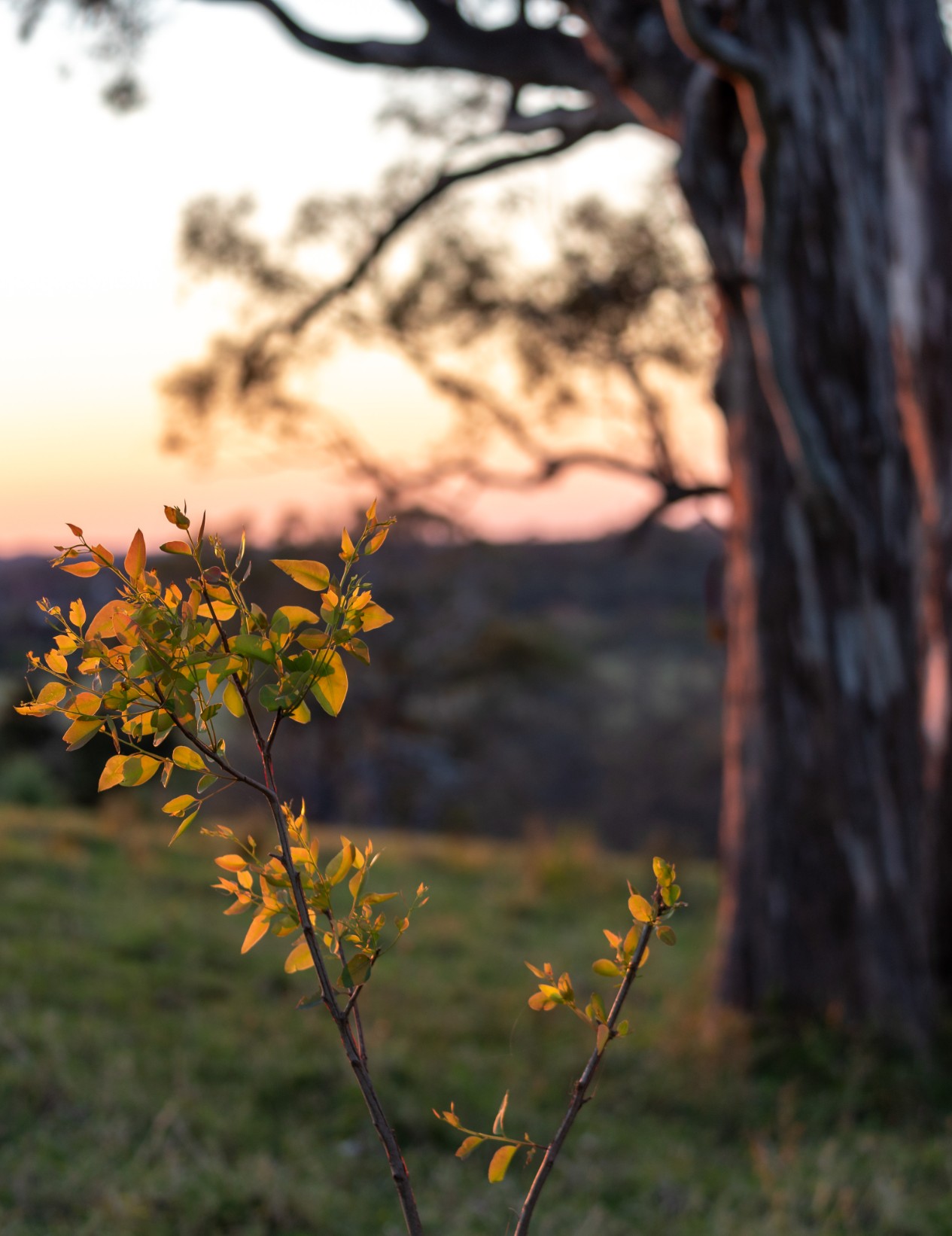 0137 - Parkside Kembla Grange - DOWNLOAD